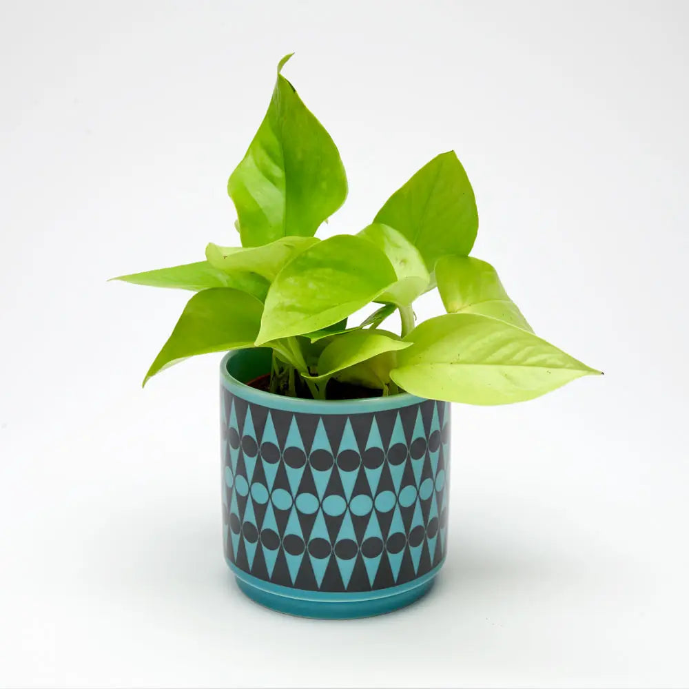Magpie X Hornsea - Plant Pot (Blue and Black)
