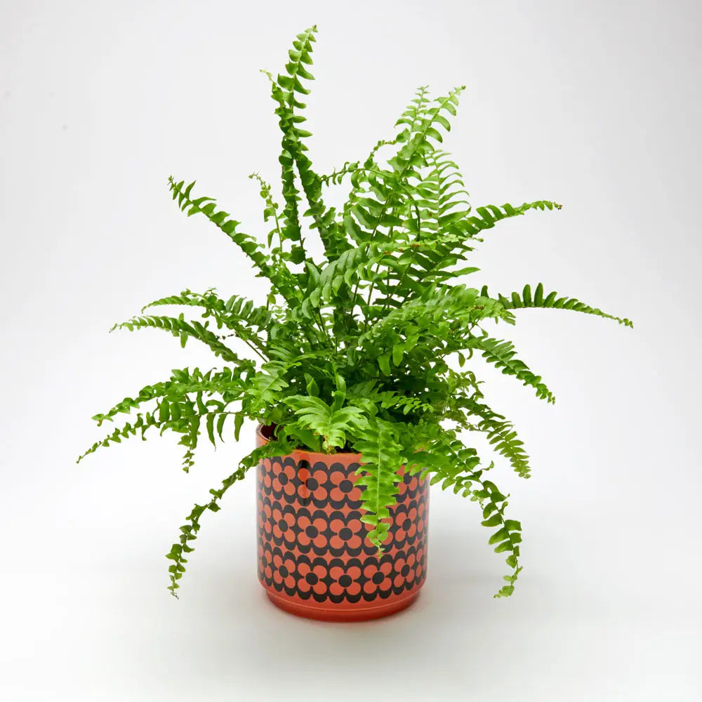 Magpie X Hornsea - Plant Pot (Red and Black)