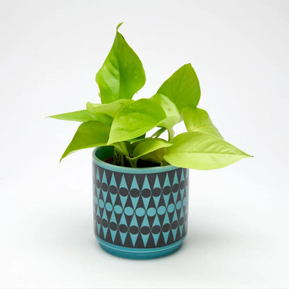 Magpie X Hornsea - Plant Pot (Blue and Black)