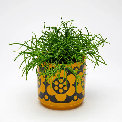 Magpie X Hornsea - Plant Pot (Yellow and Black)